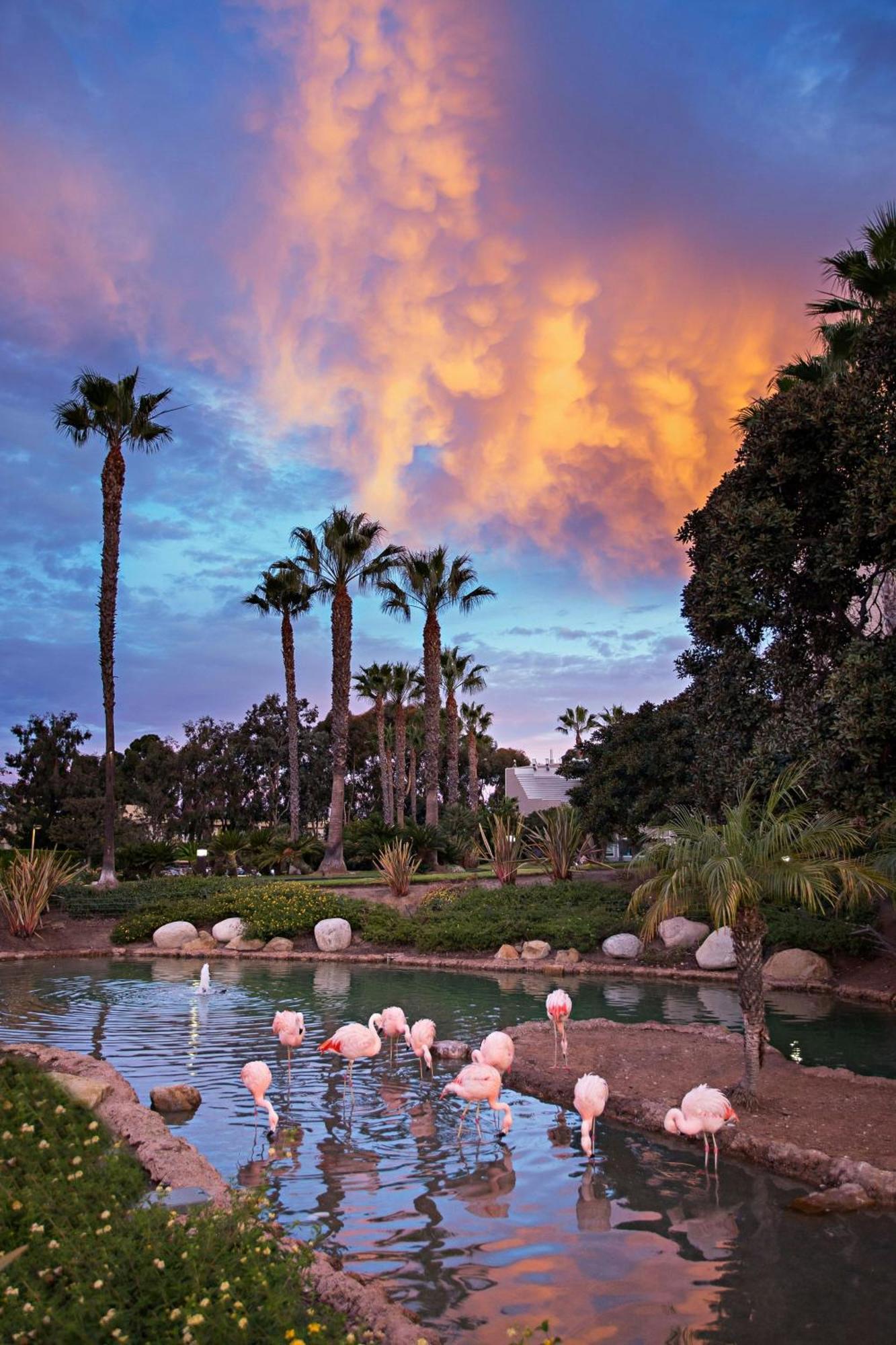 Coronado Island Marriott Resort & Spa San Diego Bagian luar foto
